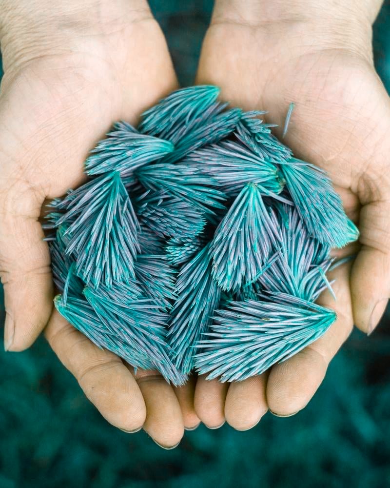 Day Life Silk